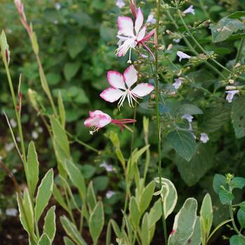 GAURA lindheimeri 'Freefolk Rosy'