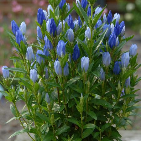 GENTIANA makinoi 'Blue Star' ®