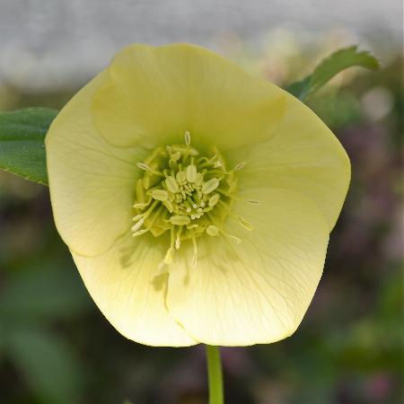 HELLEBORUS orientalis 'Yellow Lady'
