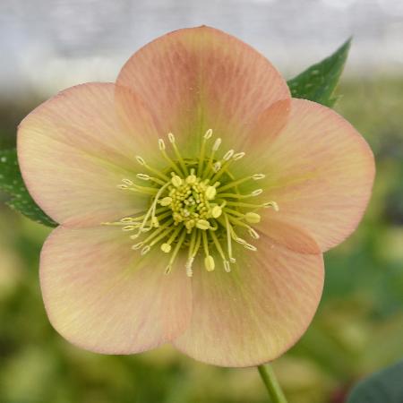 HELLEBORUS orientalis 'Apricot'