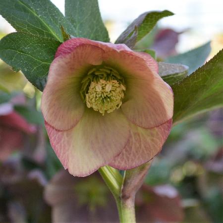 HELLEBORUS orientalis 'Peach'