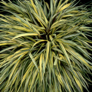 HAKONECHLOA macra 'Aureola'