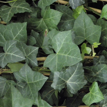 HEDERA hibernica