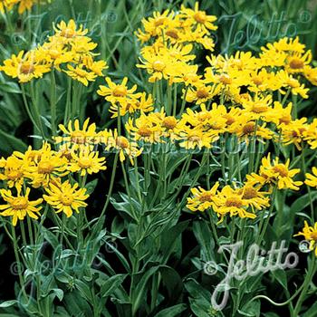 HELENIUM hoopesii