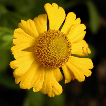 HELENIUM 'Kanaria'