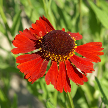 HELENIUM 'Moerheim Beauty'