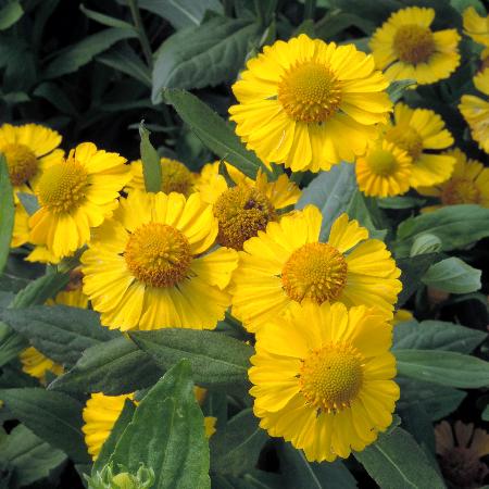 HELENIUM 'Kanaria'