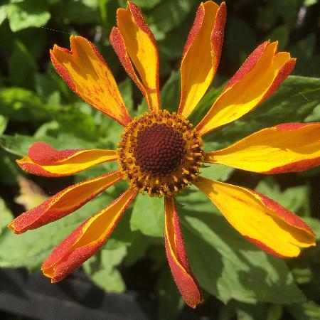 HELENIUM 'Rauchtopas'