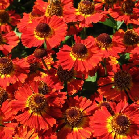 HELENIUM 'Salsa'