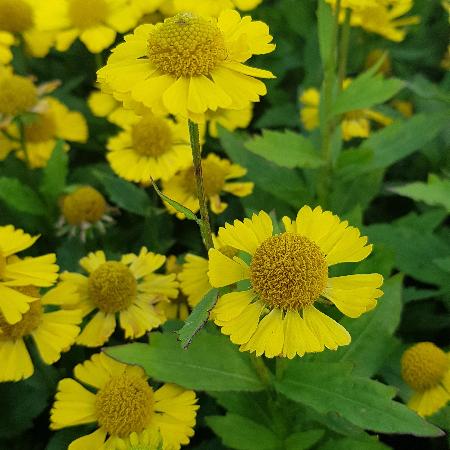 HELENIUM 'Sombrero' ®