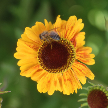 HELENIUM 'Wyndley'