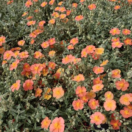 HELIANTHEMUM 'Fire Dragon'