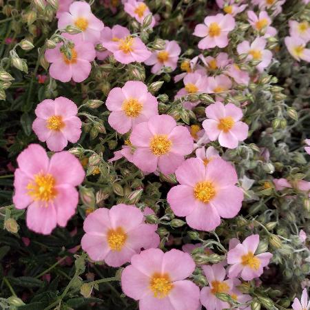 HELIANTHEMUM 'Lawrenson's Pink'