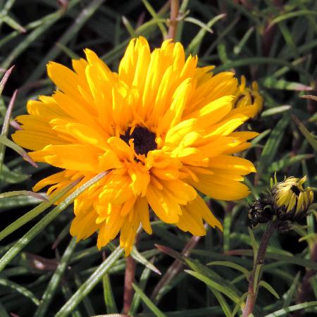 HELIANTHUS salicifolius 'Table Mountain'