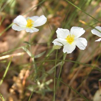 HELIANTHEMUM apenninum