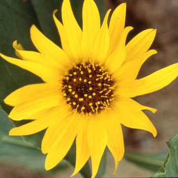 HELIANTHUS atrorubens