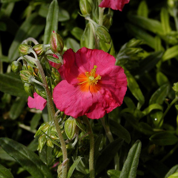 HELIANTHEMUM 'Ben Hope'