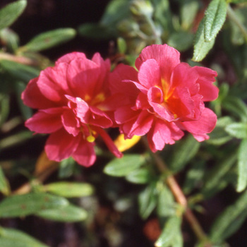 HELIANTHEMUM 'Cerise Queen'