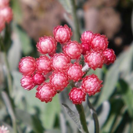 HELICHRYSUM amorginum 'Ruby Cluster' ®