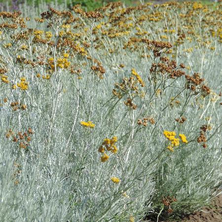 HELICHRYSUM italicum