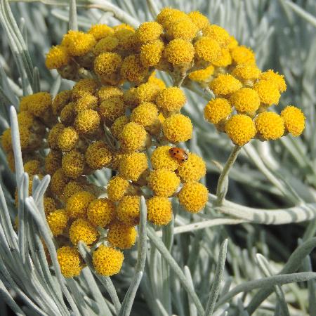 HELICHRYSUM italicum 'Weisses Wunder'