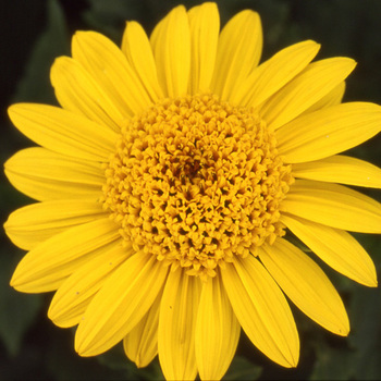 HELIANTHUS decapetalus 'Capenoch Star'