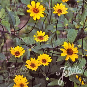 HELIOPSIS helianthoides 'Summer Nights'