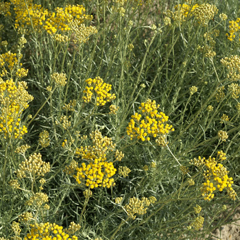 HELICHRYSUM italicum ssp. serotinum