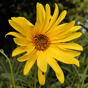 HELIANTHUS microcephalus