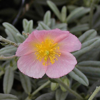 HELIANTHEMUM 'Rhodanthe Carneum'