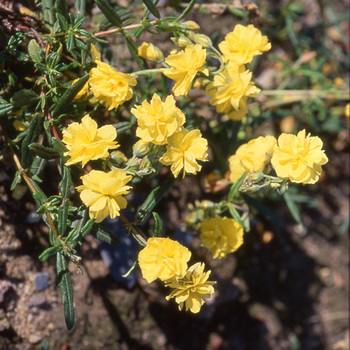 HELIANTHEMUM 'Sulphureum Plenum'