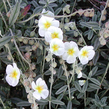 HELIANTHEMUM 'The Bride'