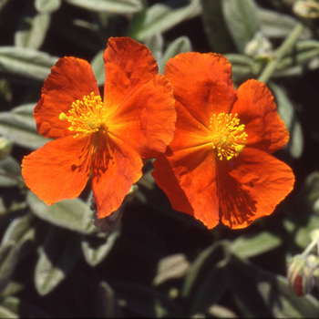 HELIANTHEMUM 'Tomato Red'