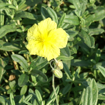 HELIANTHEMUM 'Wisley Primrose'