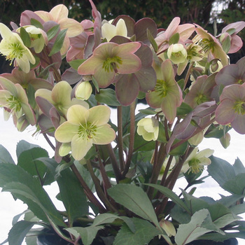 HELLEBORUS ballardiae 'Candy Love'                