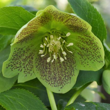HELLEBORUS orientalis 'Green Spotted'