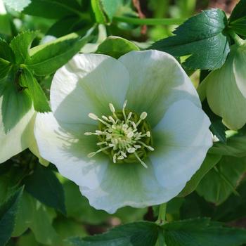 HELLEBORUS orientalis 'White Lady'