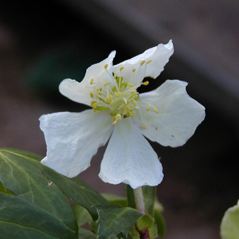 HELLEBORUS niger