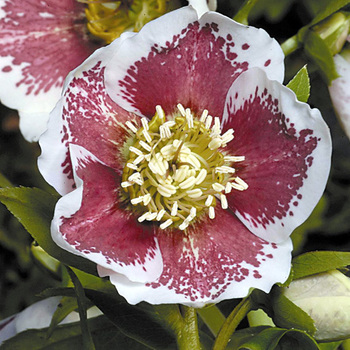 HELLEBORUS orientalis 'White Lady Spotted'