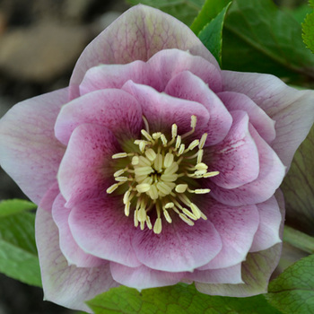 HELLEBORUS orientalis 'Wilgenbroek Double Pink'   