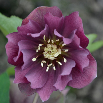 HELLEBORUS orientalis 'Wilgenbroek Double Red'    