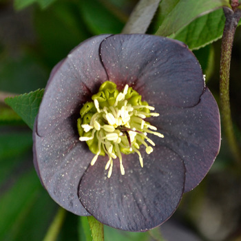 HELLEBORUS orientalis 'Wilgenbroek Slaty Blue'    