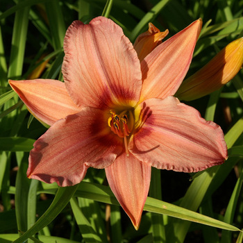 HEMEROCALLIS