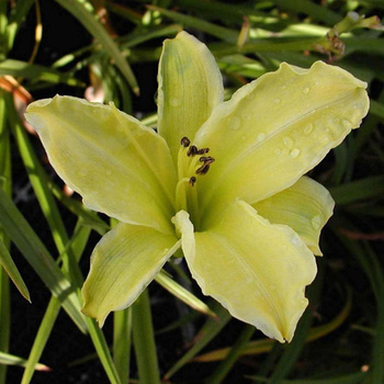 HEMEROCALLIS 'Alice in Wonderland'