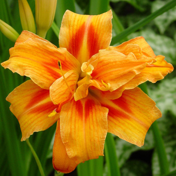 HEMEROCALLIS 'Apricot Beauty'