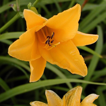 HEMEROCALLIS 'August Orange'