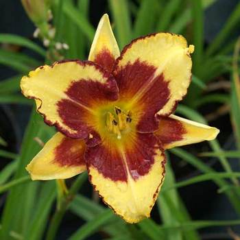 HEMEROCALLIS 'Blueberry Cream'