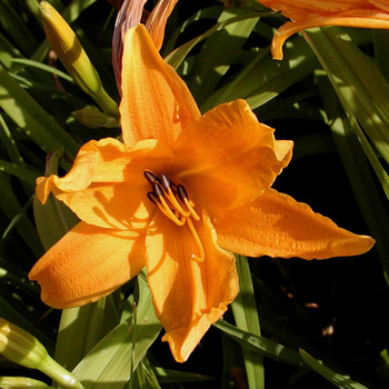 HEMEROCALLIS 'Burning Daylight'