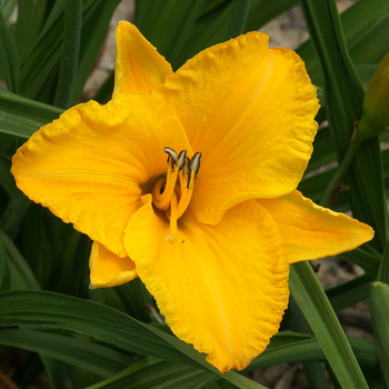 HEMEROCALLIS 'By Myself'