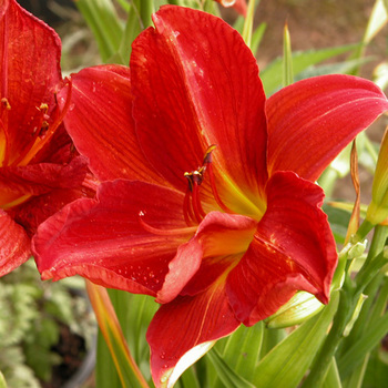 HEMEROCALLIS 'Campfire Embers'